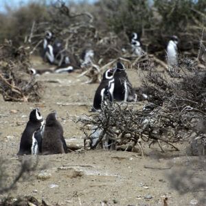 Monte Leon 4X4: Lobos y Pingüinos