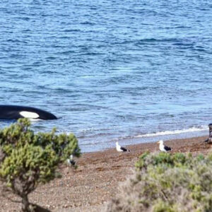 Peninsula Valdes Full Day