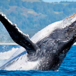 Avistaje de Ballenas